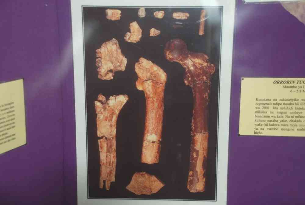 "Bring back our fossil"- Baringo residents demand the return of second oldest man's fossil