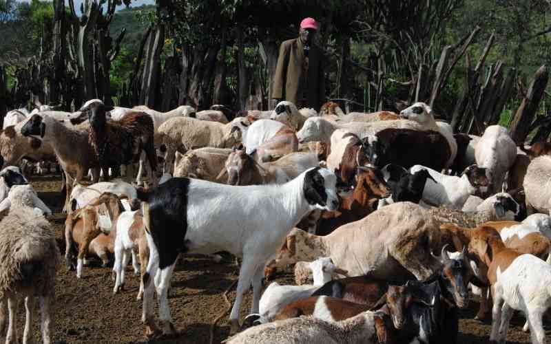 Herders in Narok to benefit from subsidised FMD vaccination program