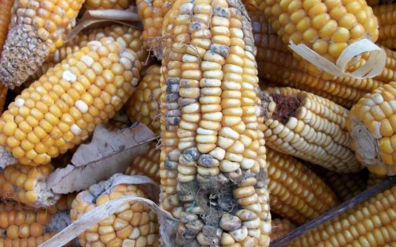 Aflatoxin increasing liver cancer cases in Machakos
