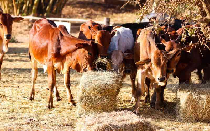 Biting famine kills livestock, claims important cultural practices