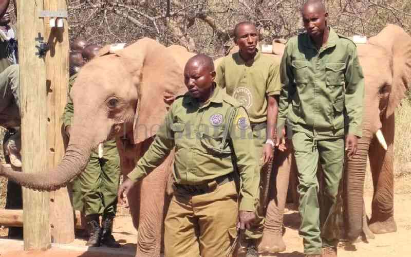 It's back to the wild for orphaned elephants in Samburu sanctuary
