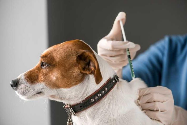 Rabies resurgence: Fake vaccines, stray dogs fuel the crisis
