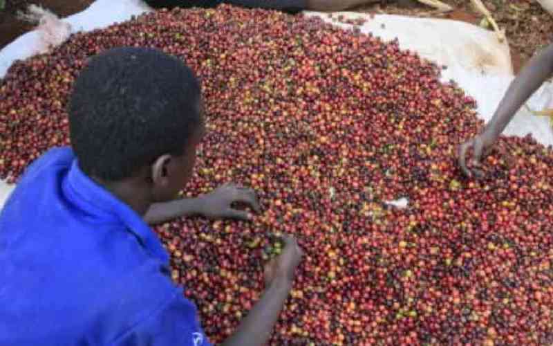 Is a new revolution brewing for farmers with coffee auction posting record weekly prices?