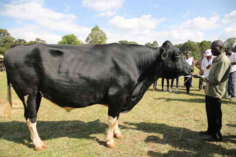 Giant Bull: Innovators showcase agri solutions at Eldoret Show