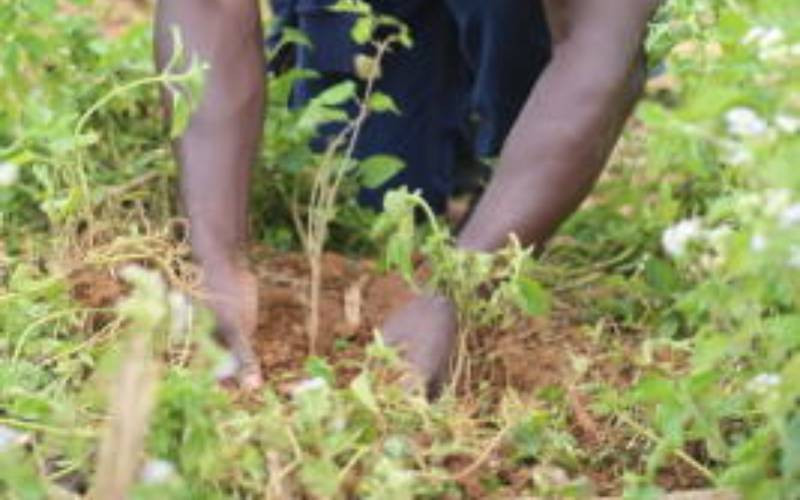 Presidential decree allowing logging was to pave way for the planting of seedlings