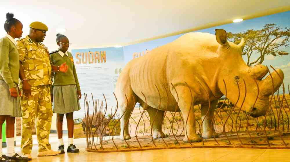 Taxidermy of last male Northern White Rhino 'Sudan' brought to Kenya