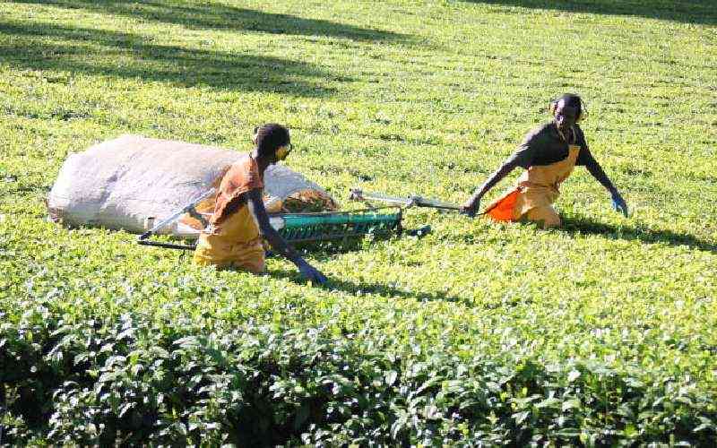 Assemblies to hold joint sittings on mechanical harvesting of tea