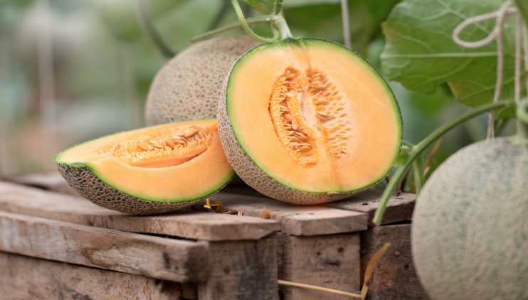 Tips on Cantaloupe Sweet melon farming