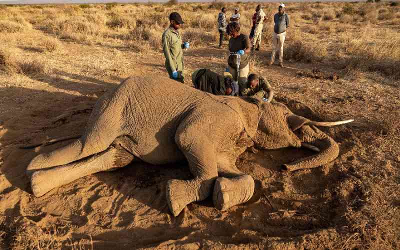 'How many will die? The mysterious ailment killing Kenyan elephants