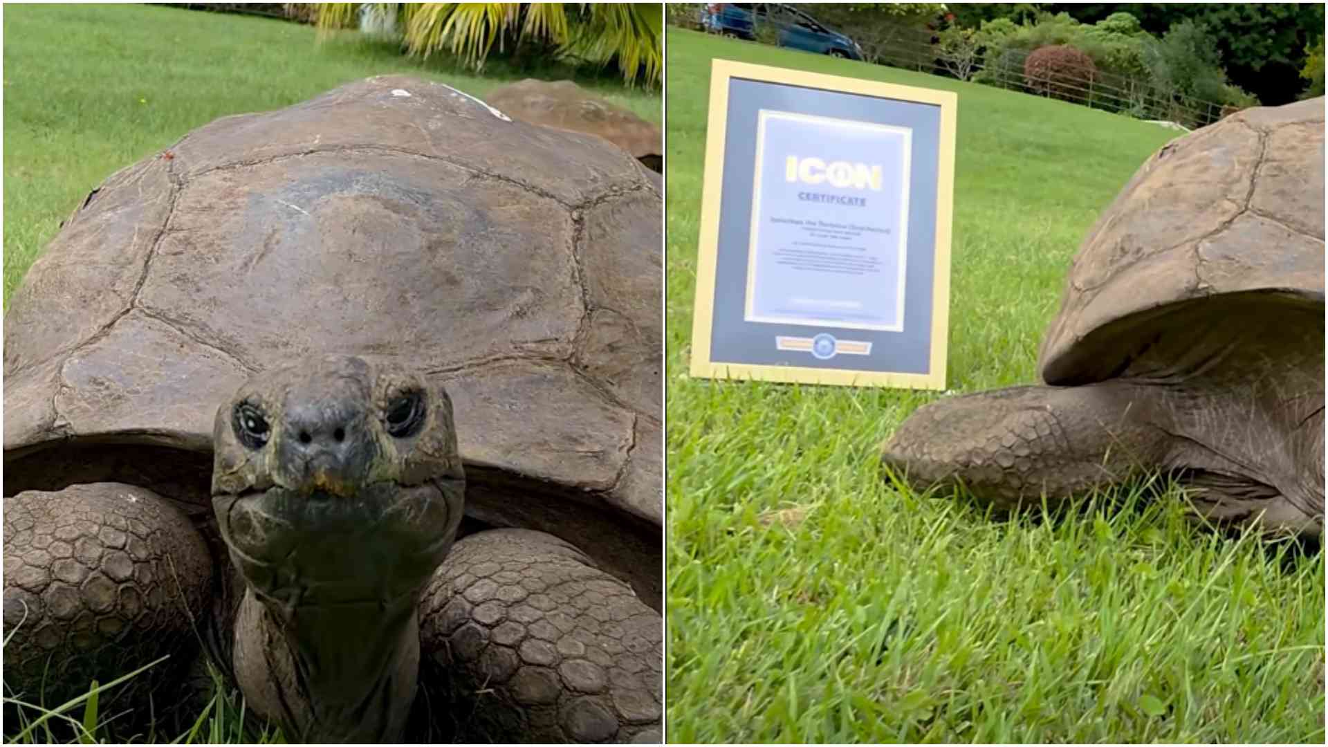 World's oldest land animal, 194-year-old Jonathan the Tortoise, named Guinness World Records ICON