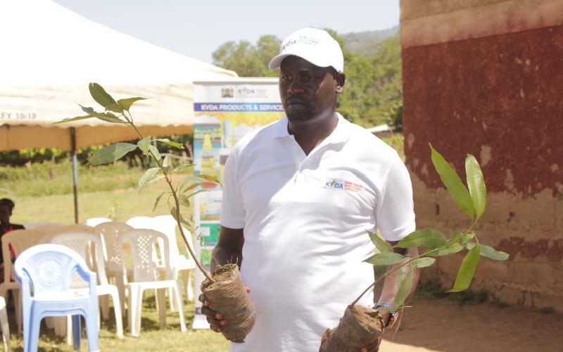 KVDA distributes 4,600 mango seedlings to farmers to boost earnings, feed processor