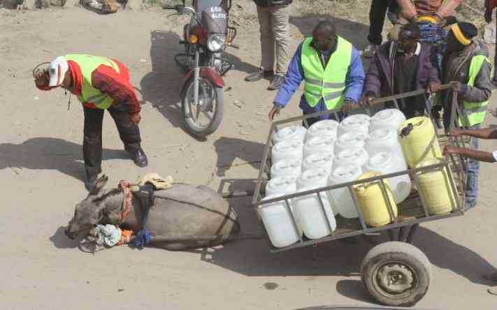 Kenya faces surge in illegal donkey slaughter amid skin trade boom