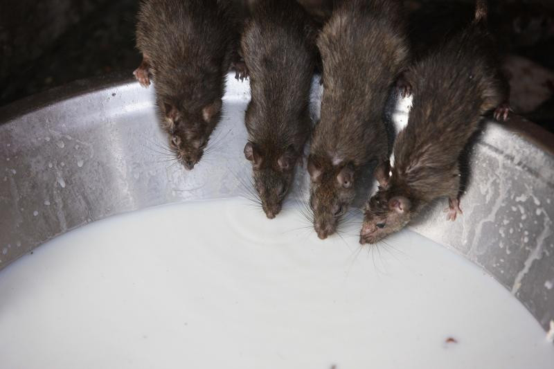 Help! Hotel owners in distress as rats invade city businesses