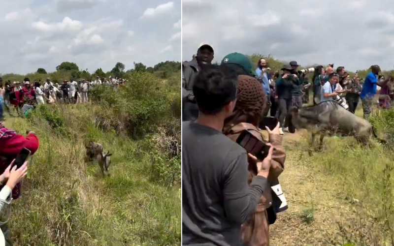Anger as tourists block wildebeest migration for photo moment in Maasai Mara