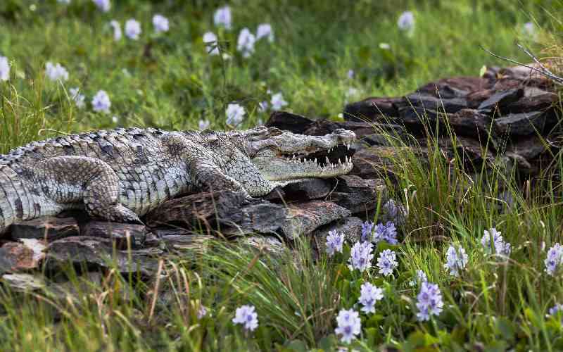 Rising Kenyan lakes push crocodiles closer to homes
