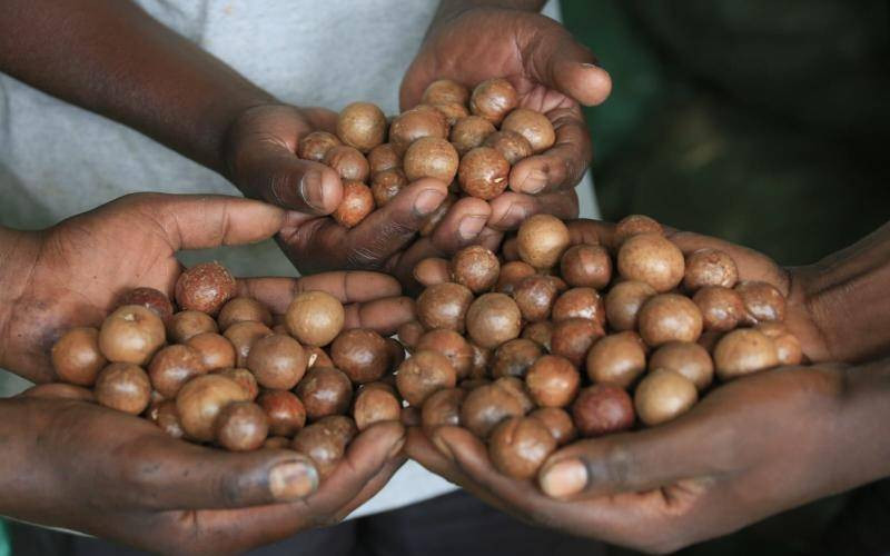 Macadamia farmers defend new price of Sh100 per kg