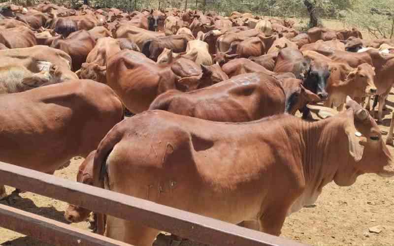 Vaccine to tackle methane in cattle still in the works