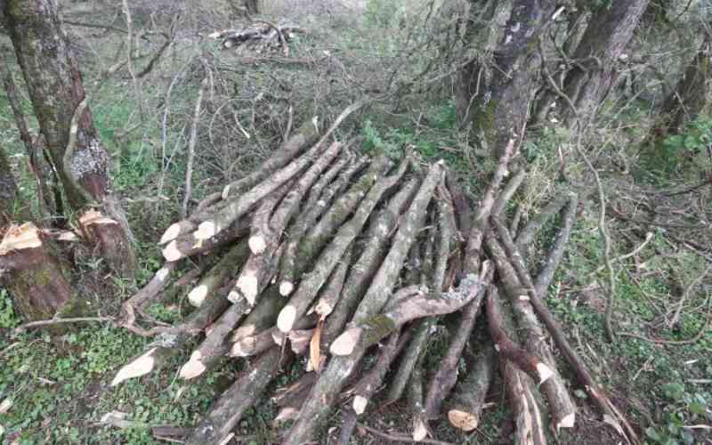 Court sets new orders on logging, freezes licensing