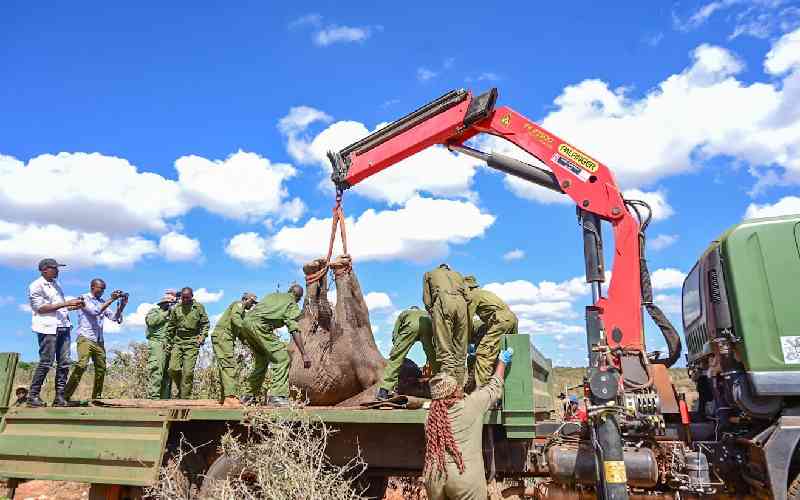 Elephant translocation: KWS me...