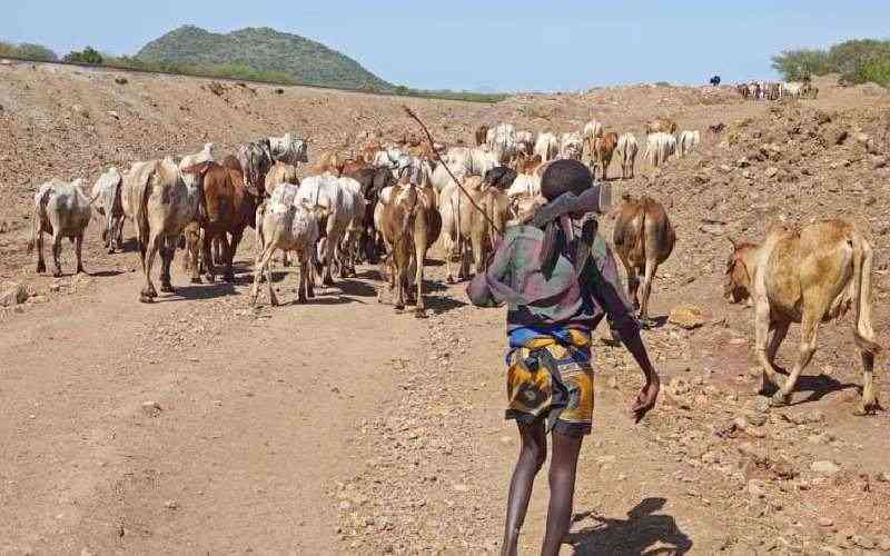 Turkana, Dodoth pastoralists sign peace pact to end years of conflict