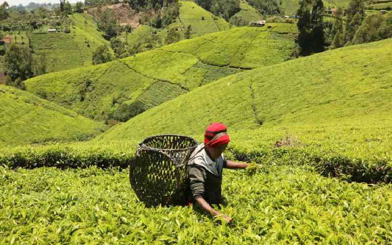 Murang'a tea factories directors gear up for elections