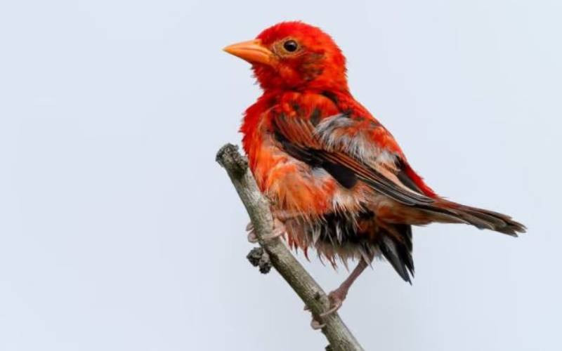 The rediscovery of Kenya's lost Red Weaver