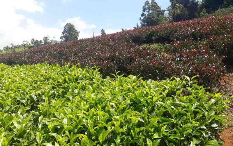 Tea factories earn Sh1.5 billion at weekly auction
