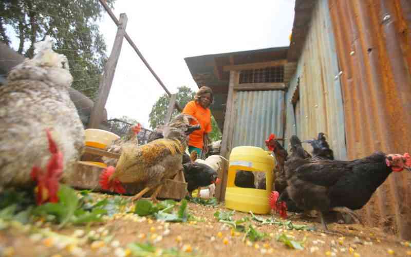 High cost of poultry feed is now a blessing for some Embu farmers