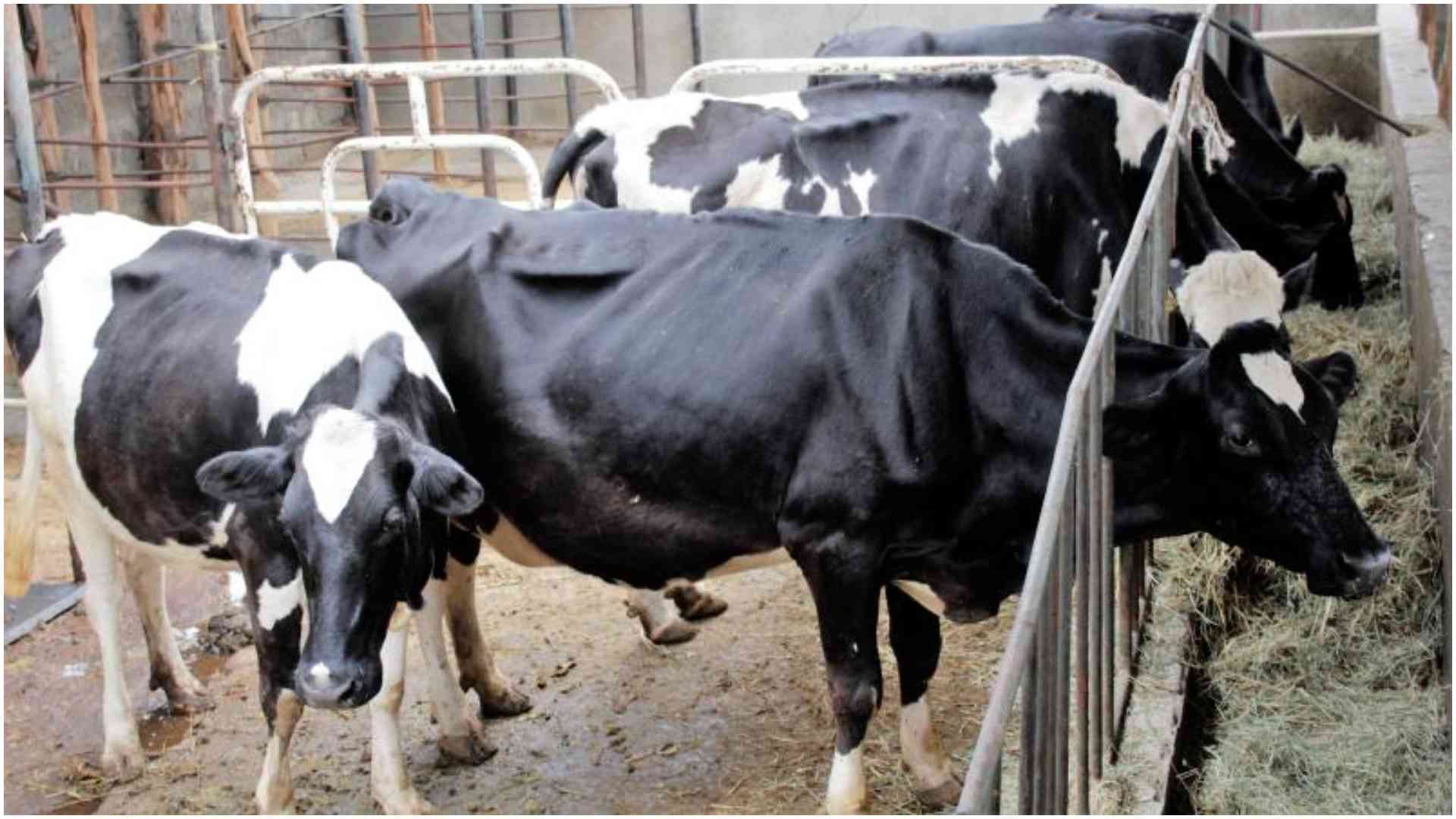 Udder chaos: Women's dispute over ownership of 2 Freshians hits dead end after one dies