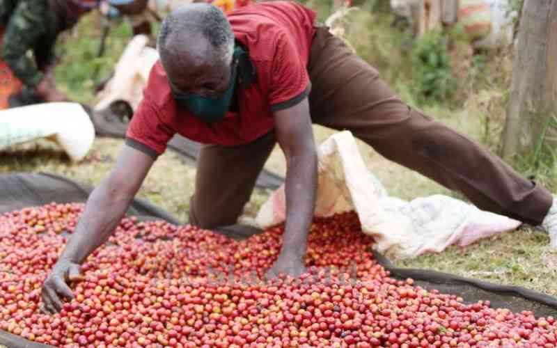 Coffee farmers set to earn Sh80 per kilo