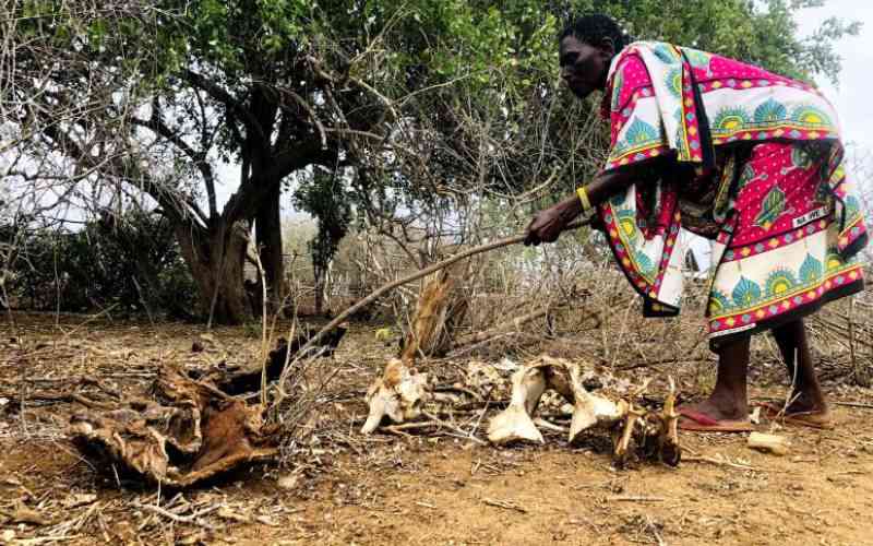 Dry spell renders residents poorer as only sources of livelihood perish