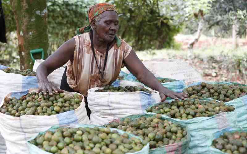 Macadamia reforms seek to shield farmers from brokers, boost earnings