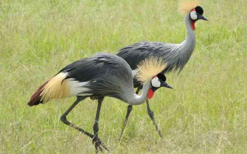 Youths move to reclaim Kingwal swamp and its endangered cranes