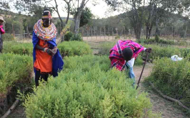 How elders restored Kirisia Forest using soft power