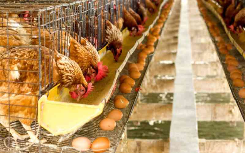 Tips to boost egg yields in your flock