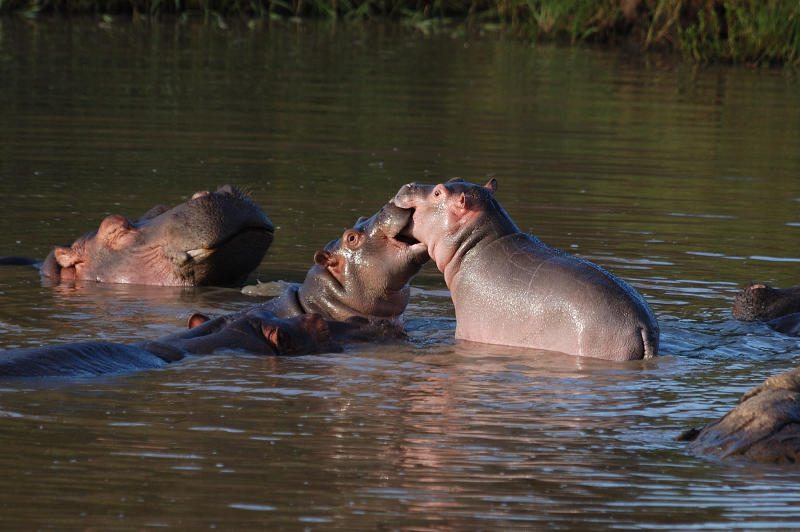 Four injured in Oljorok after hippo, buffalo attack