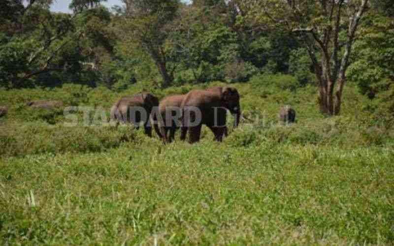Conservationists oppose plan to carve up Imenti Forest for State lodge, airstrip
