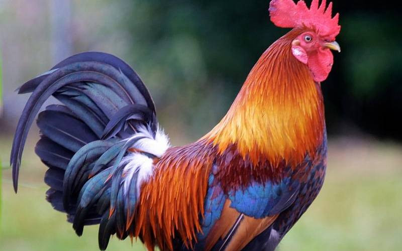 Before rooster crows, some neighbours will be celebrating