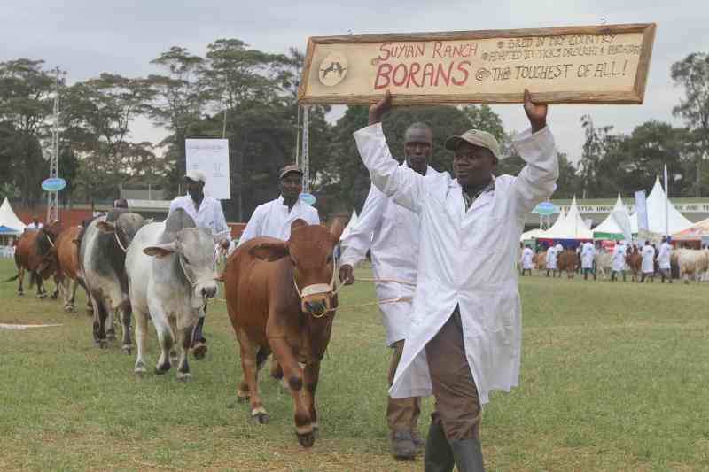 Why boran cattle are ideal cho...