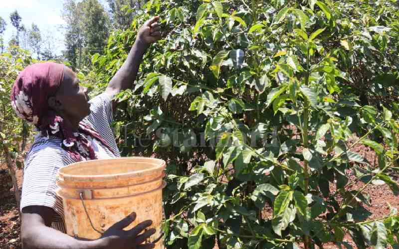 State investigates 'missing' coffee as millers hold over 100,000 bags