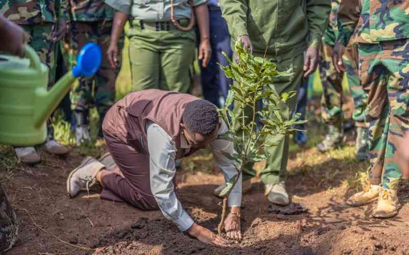 Women plant indigenous trees in Kakamega forest