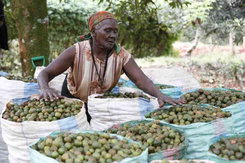 Kenya, UK to build Sh1 billion macadamia factory in Lamu