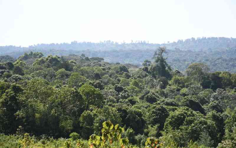  Land acquisition deals for carbon credits raise transparency concern, report warns