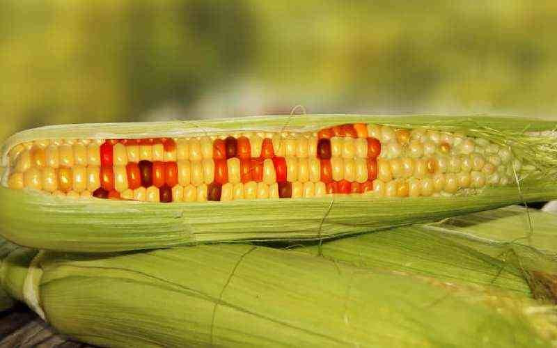 GMOs are not the silver bullet to fight hunger, let's own our seeds