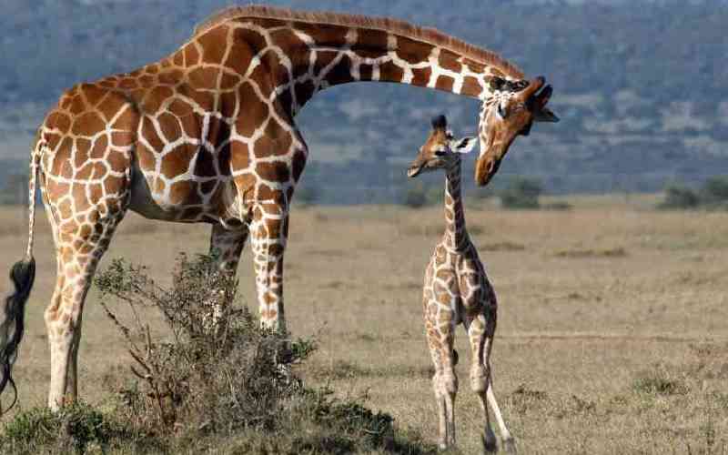 Giraffes will be keenly following this year's Madaraka Day fete