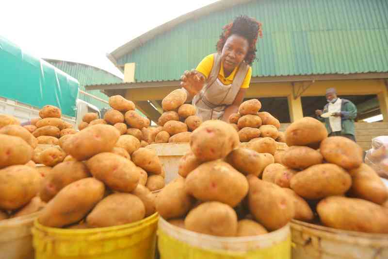 Nairobi puts best foot forward to host 2026 potato congress