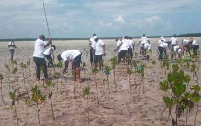 Residents receive 3,600 mangrove seedlings