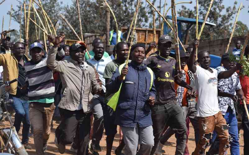 Farmers protest as Sukari Industry drivers' strike leaves sugarcane drying in farms