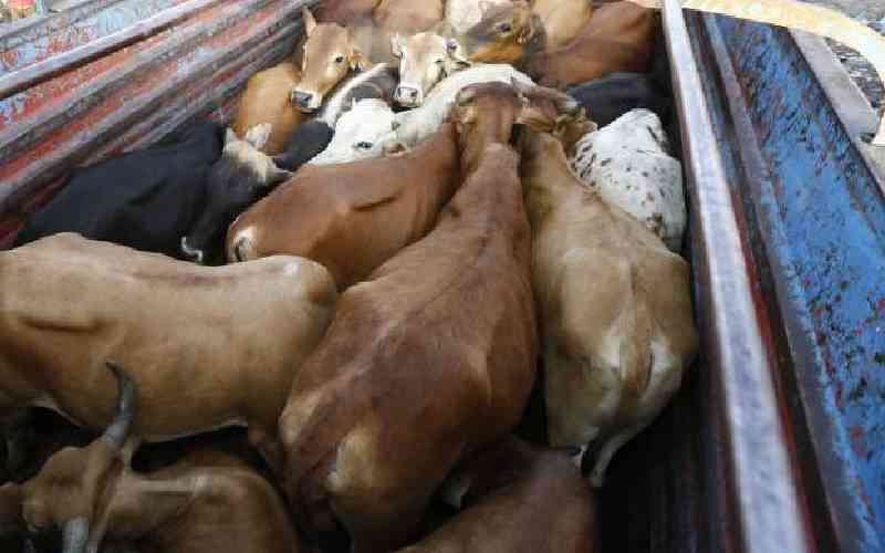 Bomet's secret syndicate trades in sick, dead cows