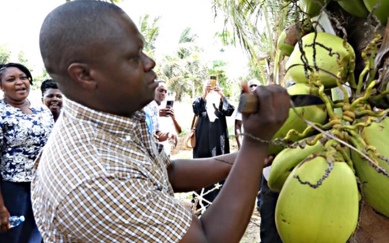 Farmers in Kilifi celebrate first harvest of new coconut variety